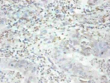 MFGE8 /Lactadherin Antibody (clone 2B2D10)