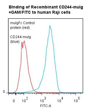 Human CD244 Protein (Fusion)