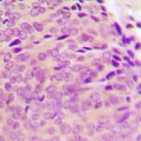 PTP1B Antibody (N-Terminus)