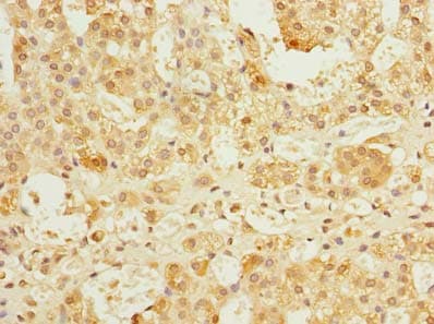 REEP4 Antibody