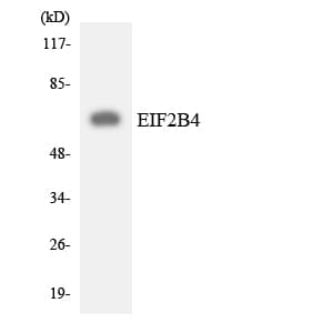 EIF2B4 Antibody (aa209-258)