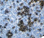 CD2 Antibody (clone AB75, Ready-to-Use)