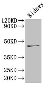 Ren2 / Renin-2 Antibody