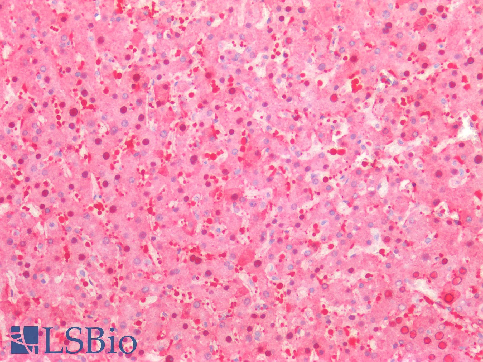 Polyclonal Rabbit anti-Human VARS2 / ValRS Antibody (IHC, WB)