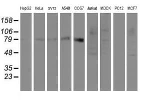SENP2 Antibody (aa139-523, clone OTI3E7)