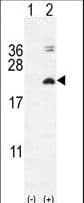 IL17F Antibody (aa16-45)