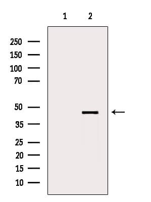 WNT2B Antibody