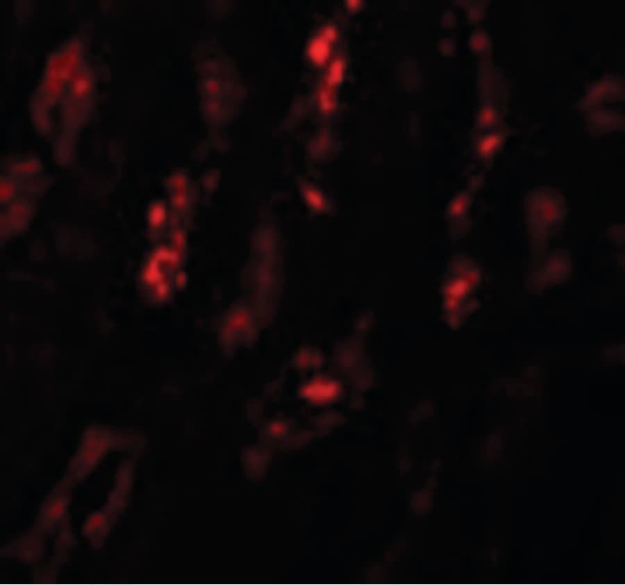 IHC-plus™ SCRN1 / Secernin 1 Antibody