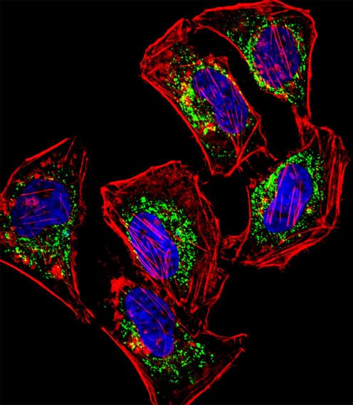 HEYL Antibody (aa26-54)