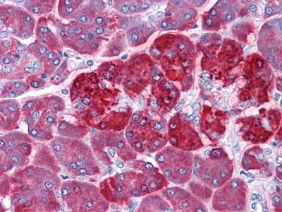REG1A Antibody (clone 1A4)