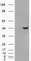 GFAP Antibody (clone OTI2D8)