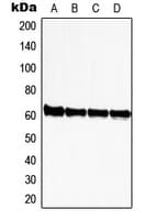 ZNF280A Antibody (C-Terminus)