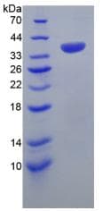 Mouse APOH / Apolipoprotein H (Recombinant His, N-Terminal)