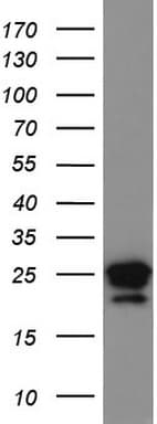 LGALS3 / Galectin 3 Antibody (clone UMAB157, Carrier-free)