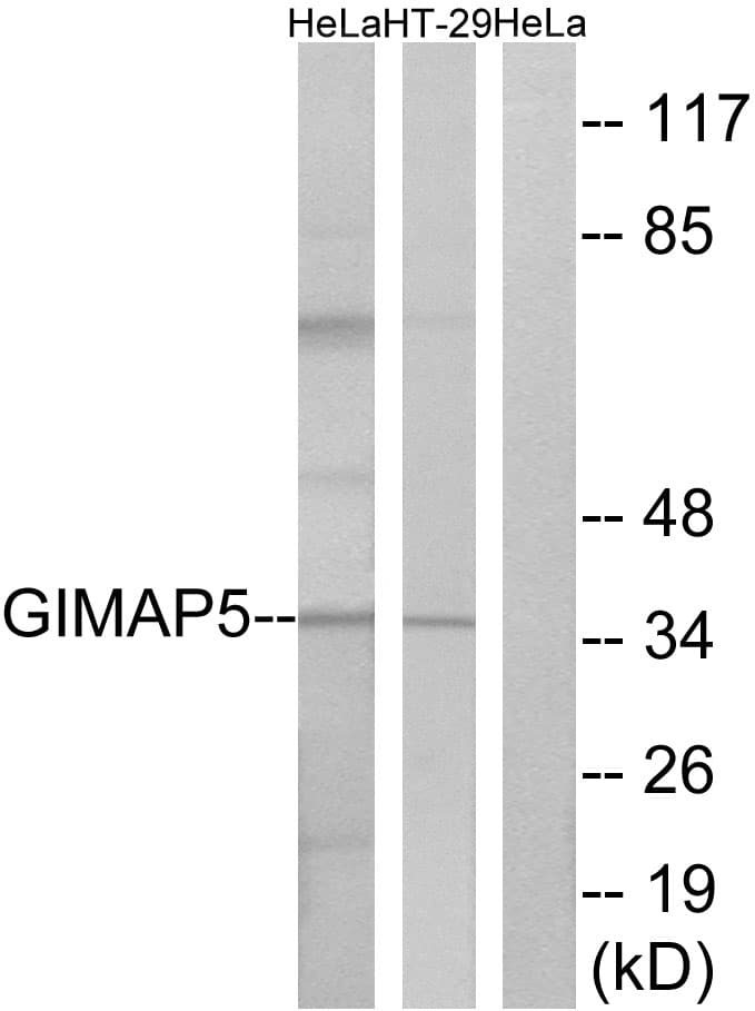 Polyclonal Rabbit anti-Human GIMAP5 Antibody (aa231-280, IHC, WB)