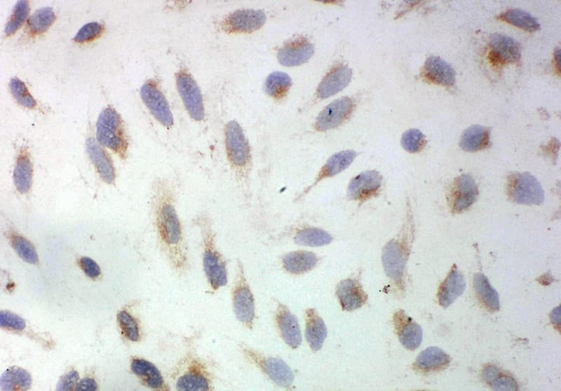 SOD3 Antibody (aa41-56)