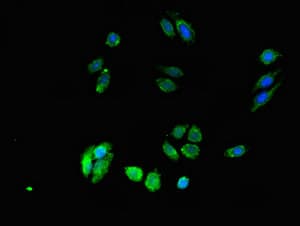 DPM1 Antibody