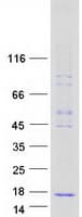 Human Secretin Protein (Recombinant Myc-DDK (Flag))