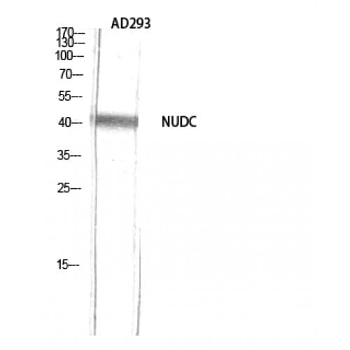 Polyclonal Rabbit anti-Human NUDC Antibody (270-350 aa, IHC, WB)