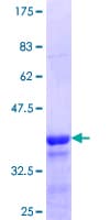 Human NETO1 Protein (Recombinant GST, N-terminus)