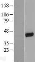 SLC9A3R1 / NHERF1 / EBP50 Protein (Over-Expression Lysate Myc-DDK (Flag))