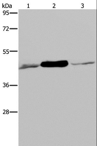 IDH2 Antibody