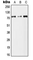 DYNC1I2 / IC2 Antibody (Internal)