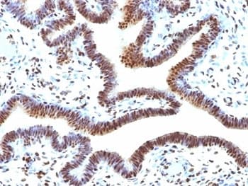SUMO2 Antibody (clone SUMO2/1199, Ready-to-Use)