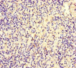 Complement C9 Antibody