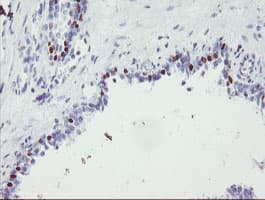 FOXI1 Antibody (aa111-350, clone OTI5D3, Carrier-free)
