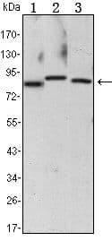 Monoclonal Mouse anti-Human CHUK / IKKA / IKK Alpha Antibody (clone 3G12, WB)