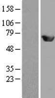 MEF2D Protein (Over-Expression Lysate Myc-DDK (Flag))