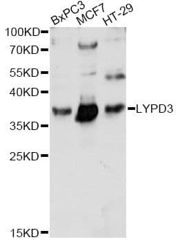 C4.4A / LYPD3 Antibody