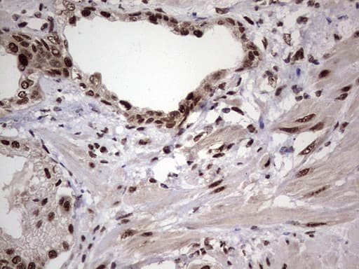 C14orf166 Antibody (clone OTI1E5)