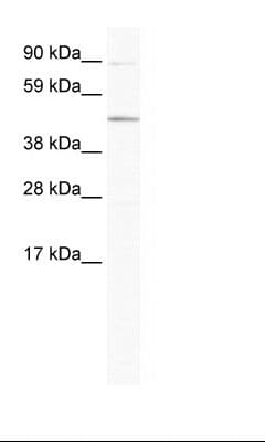 ECSIT Antibody (aa241-290)