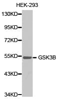 GSK3B / GSK3 Beta Antibody