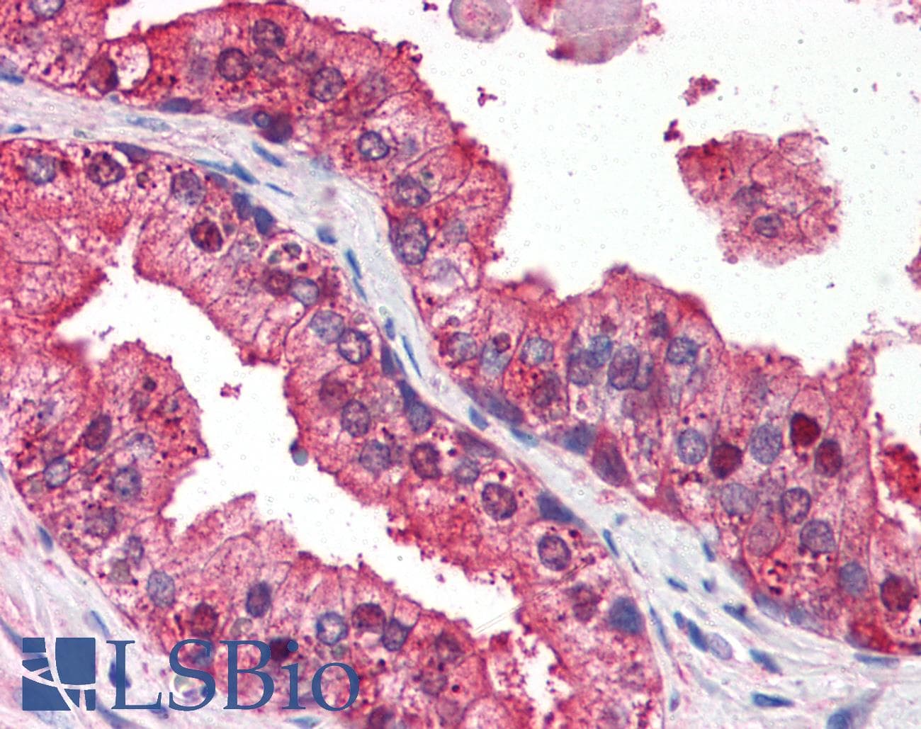 IHC-plus™ DRAM1 / DRAM Antibody