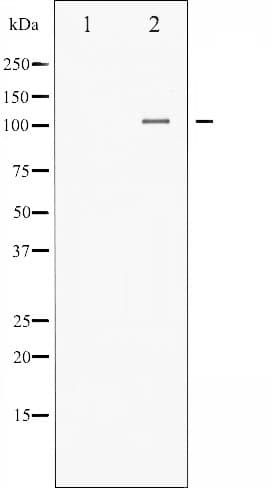ITGA4 / VLA-4 / CD49d Antibody