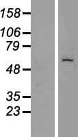KRT6C / CK6C / Cytokeratin 6C Protein (Over-Expression Lysate Myc-DDK (Flag))