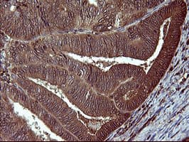 BID Antibody (clone OTI1G10, Carrier-free)