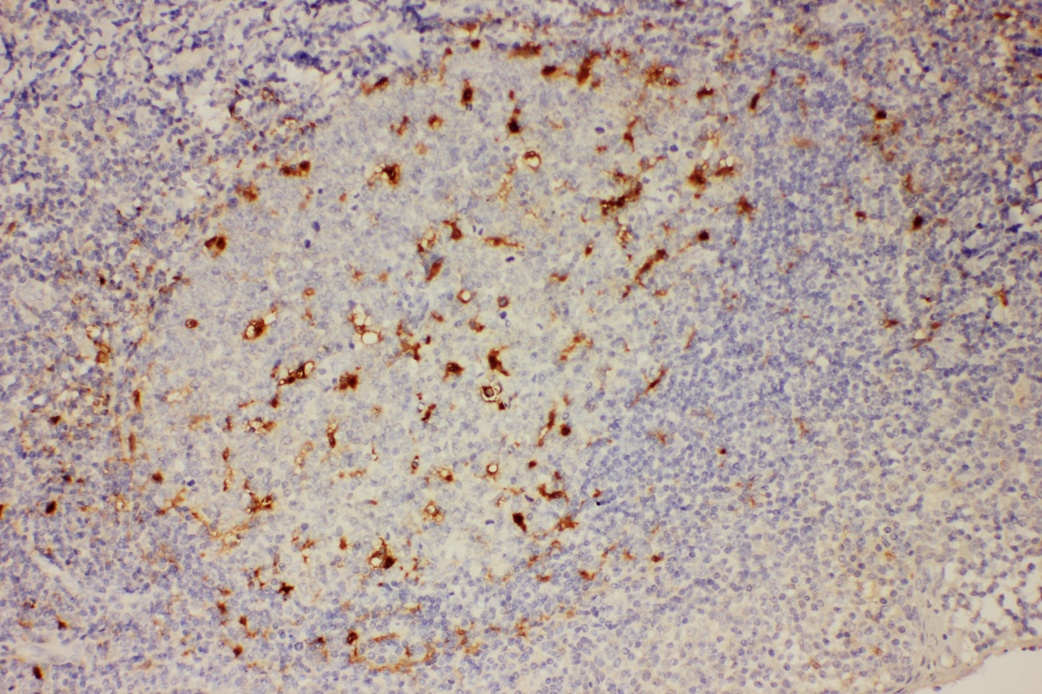IL18 Antibody (aa37-193)