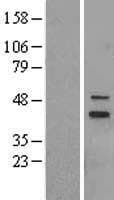 MRPS5 Protein (Over-Expression Lysate Myc-DDK (Flag))