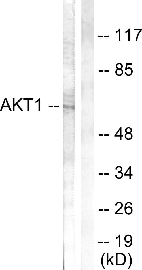 AKT1 Antibody