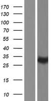 CLEC12A / CD371 Protein (Over-Expression Lysate Myc-DDK (Flag))