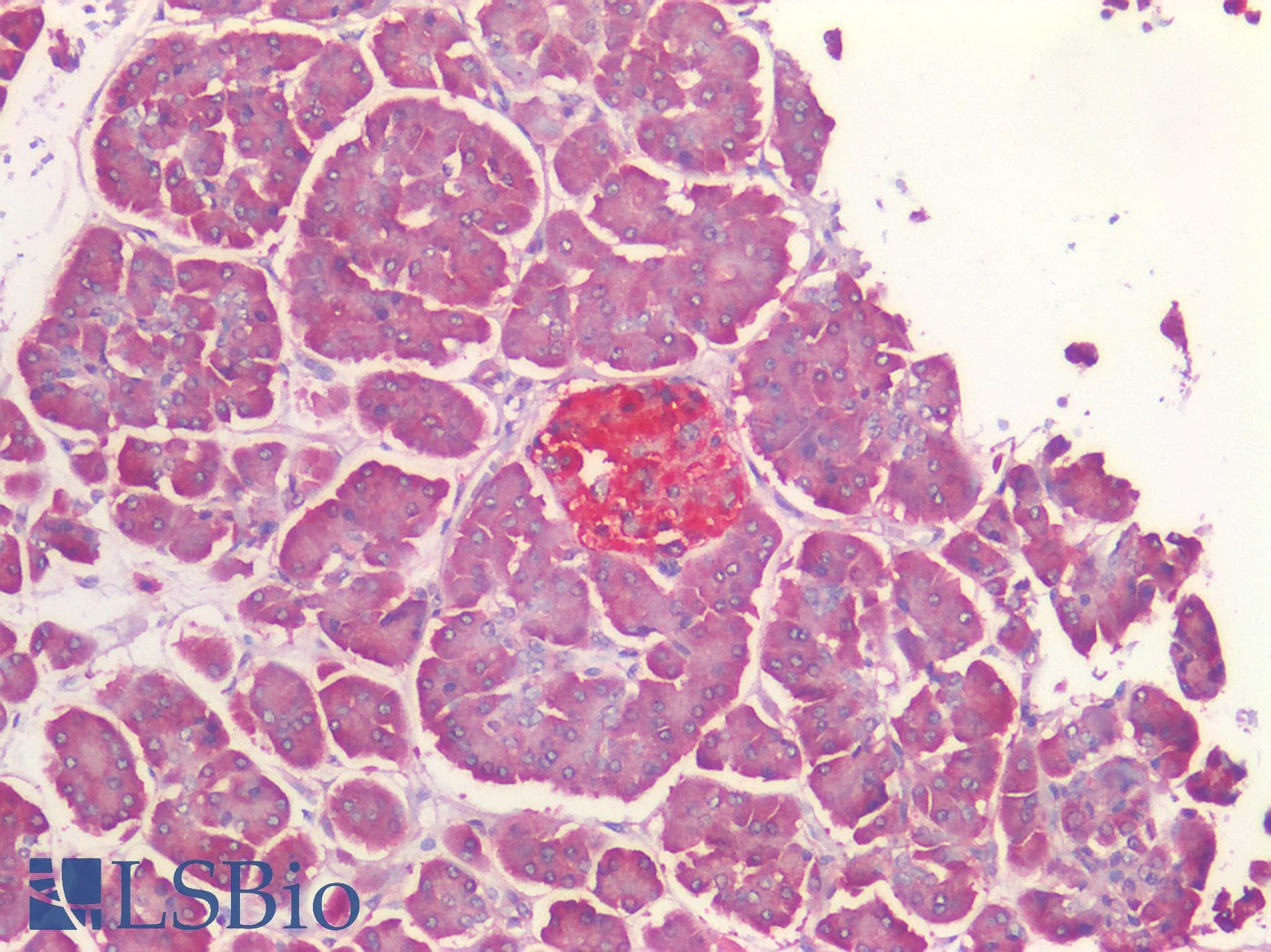 IHC-plus™ BMP4 Antibody