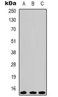 IHC-plus™ HIST1H3H Antibody