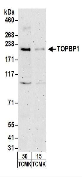 TOPBP1 Antibody (aa1400-C-term)