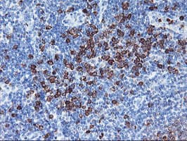 Monoclonal Mouse anti-Human JCHAIN / Ig J Chain Antibody (clone OTI2B1, Carrier-free, IHC, WB)