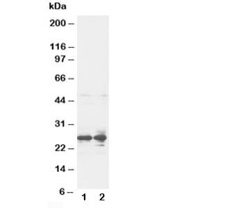 FGF8 Antibody (aa192-214)