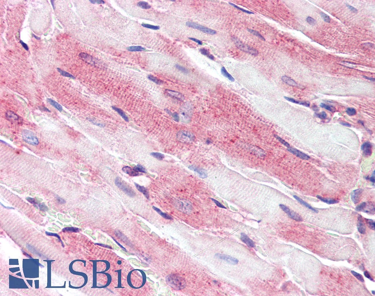 IHC-plus™ CD36 Antibody (aa99-114)